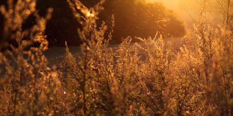 娱乐头条：经典IP重启浪潮下的市场反响与受众心理深度解析